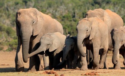 The researchers believe elephants flap their ears to push their pheromones towards each other as a sign of recognition. Image: Adobe A elephant calf surrounded by two adult elephants